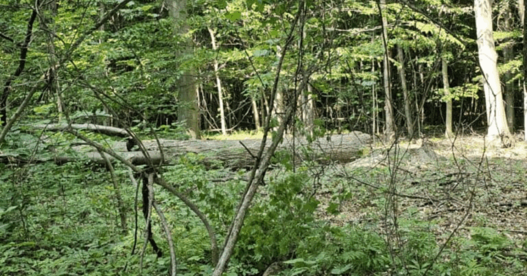 Tree Logging Service: A Complete Guide to Professional Forestry Solutions